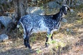 Cabra de raza payoya en la Sierra de Grazalema cerca de Benaocaz, EspaÃÂ±a