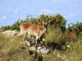 Cabra Montes, Iberian Ibex