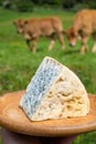 Cabrales artisan blue cheese made by rural dairy f, Spain from unpasteurized cowÃ¢â¬â¢s milk or blended with goat