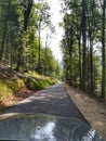 Cabrio drive in the green forest on a sunny day