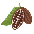 Cacao bean