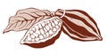 Cacao beans