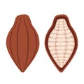 Cacao beans, brown organic plant, fruit of chocolate. Flat style