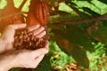 Cacao beans on farmer hand palms Royalty Free Stock Photo