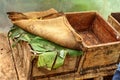 Cacao beans fermenting in a wooden box