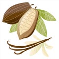 Cacao beans illustration