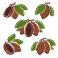 Cacao beans set. Vector