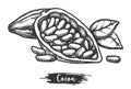 Cacao fetus or sketch of cocoa pod. Sketching