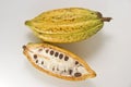 Cacao Fruit