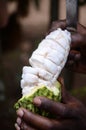 Cacao fruit Royalty Free Stock Photo