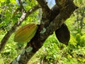 Cacao fruit focus at two colour