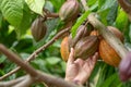 Cacao fruit, Fresh cocoa pod in hands, Cocoa pod on tree Royalty Free Stock Photo