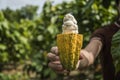 Cacao fruit, Fresh cocoa pod in hands Royalty Free Stock Photo