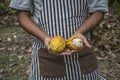 Cacao fruit, Fresh cocoa pod in hands Royalty Free Stock Photo