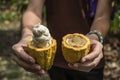 Cacao fruit, Fresh cocoa pod in hands Royalty Free Stock Photo