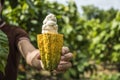 Cacao fruit, Fresh cocoa pod in hands Royalty Free Stock Photo