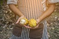 Cacao fruit, Fresh cocoa pod in hands Royalty Free Stock Photo