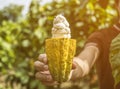 Cacao fruit, Fresh cocoa pod in hands Royalty Free Stock Photo