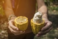 Cacao fruit, Fresh cocoa pod in hands Royalty Free Stock Photo