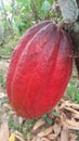 The cacao fruit, a large oval shaped, deep ren in calor is used as an ingredient for making cacao nibs Royalty Free Stock Photo