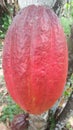 The cacao fruit, a large oval shaped, deep ren in calor is used as an ingredient for making cacao nibs