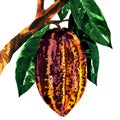 Cacao fruit with leaf hanging from the branch, fresh cocoa pod, tropical food, ripe cacao, super food, close-up