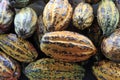 Cocoa, ripe fruits