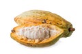 Cacao fruit, raw cacao beans, Cocoa pod on white background.