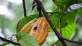 Cacao fruit Theobroma cacao, cocoa, coklat. Its seeds, cocoa beans, are used to make chocolate liquor, cocoa solids, cocoa butte