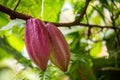 Cacao fruits on cocoa tree. The seeds from the fruits are called cocoa beans, which are used in chocolate