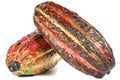 Cacao fruits