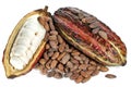 Cacao fruits Royalty Free Stock Photo