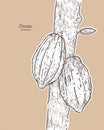 Cacao, hand draw sketch vector