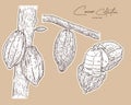Cacao, hand draw sketch vector