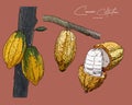 Cacao, hand draw sketch vector