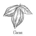 Cacao Hand drawn. Cocoa botany vector illustration. Doodle of healthy nutrient food.