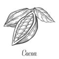 Cacao Hand drawn. Cocoa botany vector illustration. Doodle of healthy nutrient food.