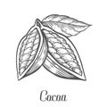 Cacao Hand drawn. Cocoa botany vector illustration. Doodle of healthy nutrient food.