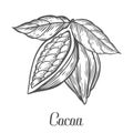 Cacao Hand drawn. Cocoa botany vector illustration. Doodle of healthy nutrient food.