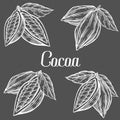 Cacao Hand drawn. Cocoa botany vector illustration set. Blackboard Doodle