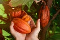 Cacao harvest in farmer hands Royalty Free Stock Photo