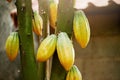 Cacao harvest theme Royalty Free Stock Photo