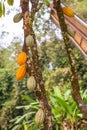 Cacao plantation in Tana Toraja