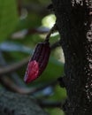 Cacao pod