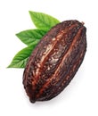 Cacao pod isolated Royalty Free Stock Photo