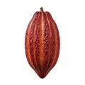 Cacao Pod Isolated Whole Reddish Royalty Free Stock Photo