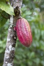 Cacao pod Royalty Free Stock Photo