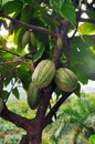 Cacao pod on tree Royalty Free Stock Photo