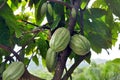 Cacao pod on tree Royalty Free Stock Photo