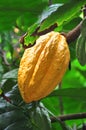 Cacao pod on tree Royalty Free Stock Photo